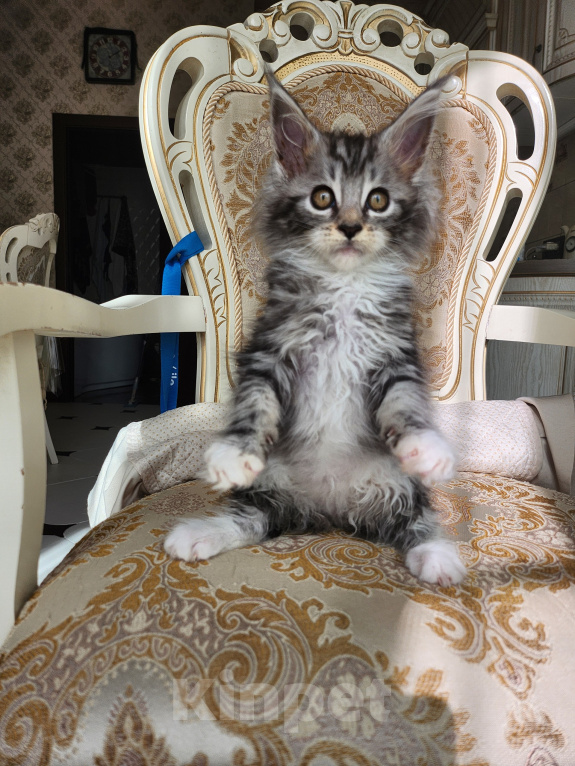 Кошки в Москве: Котята мейн-кун Девочка, 40 000 руб. - фото 1