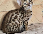 Кошки в Химках: Бенгальский котенок мальчик Мальчик, 25 000 руб. - фото 4