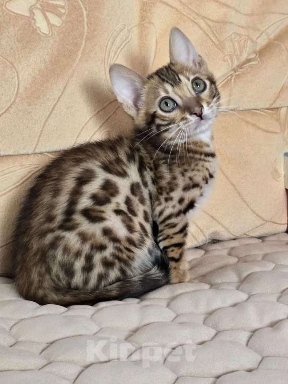 Кошки в Химках: Бенгальский котенок мальчик Мальчик, 25 000 руб. - фото 4
