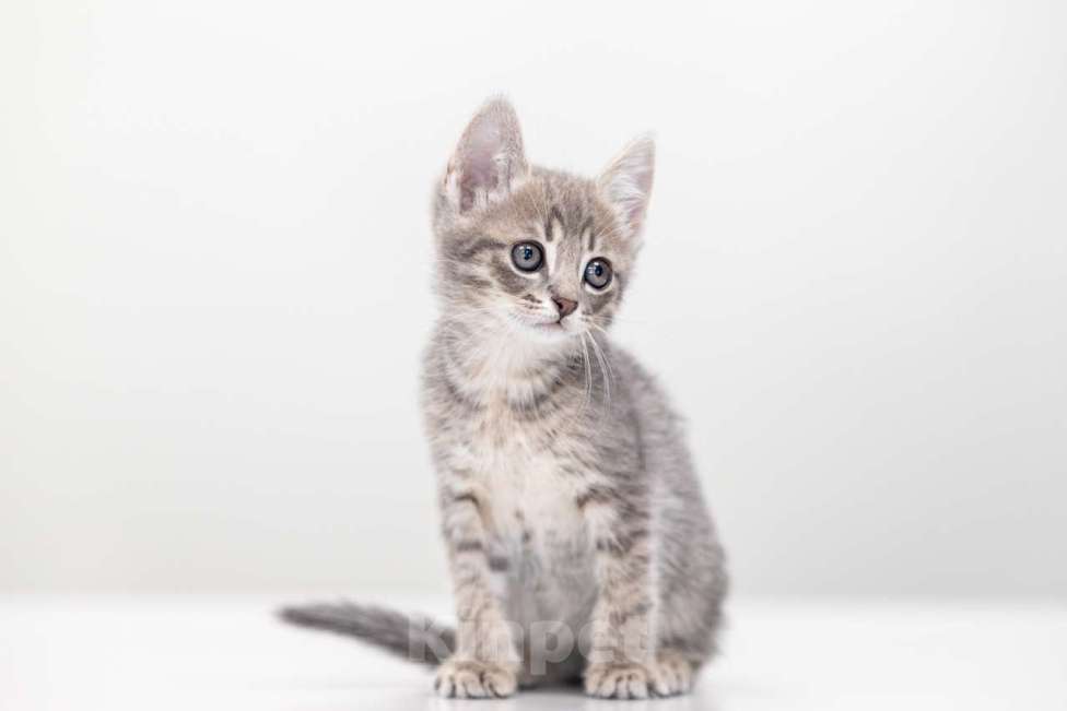 Кошки в Москве: Репка Девочка, Бесплатно - фото 3