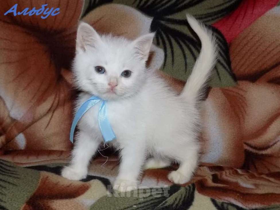 Кошки в Москве: Анатолийские котята (гладкошерстная ангора) Девочка, 8 000 руб. - фото 7
