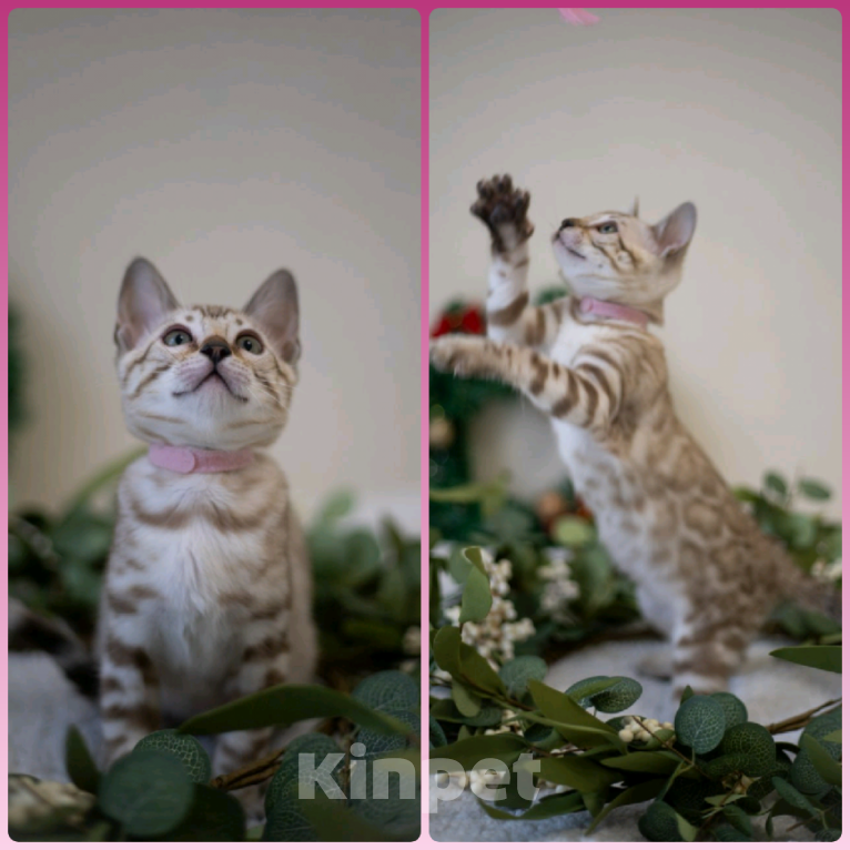 Кошки в Москве: Амелия Девочка, 60 000 руб. - фото 3