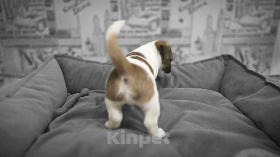 Собаки в Туле: Джек Рассел Терьер щенки Мальчик, 60 000 руб. - фото 6