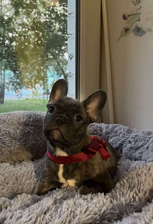 Собаки в Москве: Щенок французского бульдога  Девочка, 40 000 руб. - фото 4
