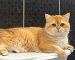 Кошки в Челябинске: Кот британская золотая шиншилла Мальчик, 29 000 руб. - фото 2