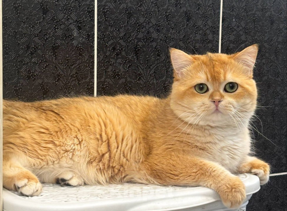 Кошки в Челябинске: Кот британская золотая шиншилла Мальчик, 29 000 руб. - фото 2