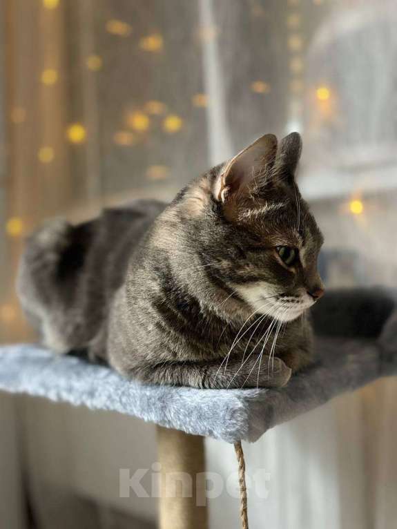 Кошки в Москве: Ищу прекрасных хозяев для кота Мальчик, Бесплатно - фото 1