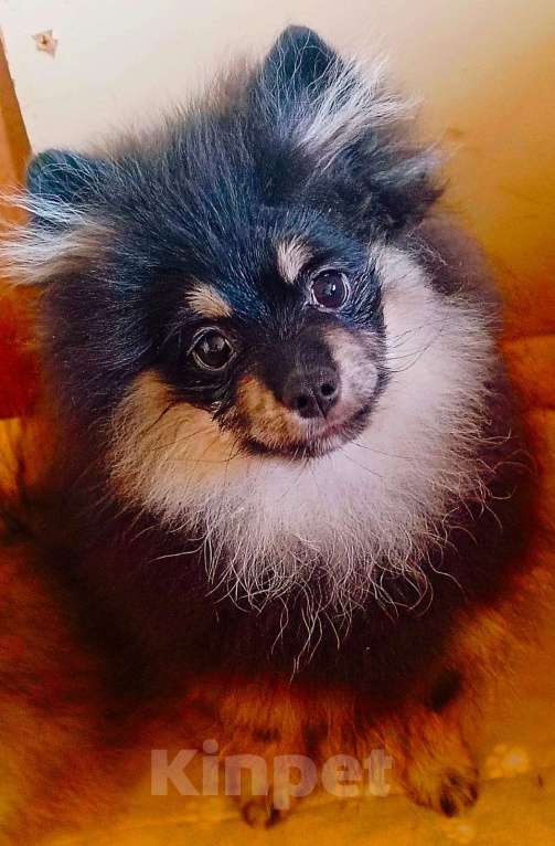 Собаки в Воскресенске: Шпицули Мальчик, 40 000 руб. - фото 2