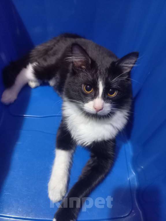 Кошки в Москве: Отдам с доплатой кастрированного кота 1.3 года, срочно, переезд. Мальчик, Бесплатно - фото 3