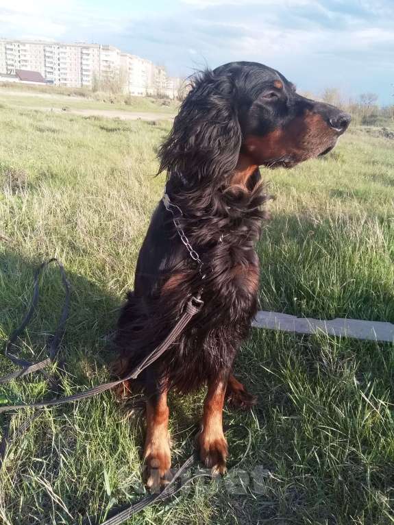 Собаки в Нижнем Тагиле: Шотландский сеттер ищет хозяина Мальчик, Бесплатно - фото 1