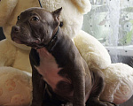 Собаки в Осташкове: Мальчик американский булли  шоколадного окраса Мальчик, 60 000 руб. - фото 3