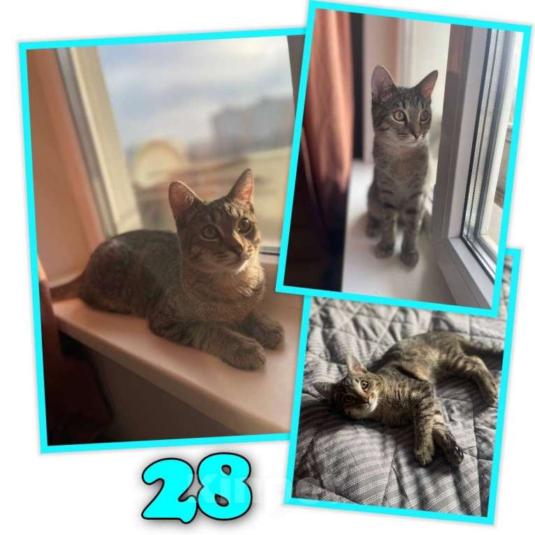 Кошки в Москве: Котёнок Кекс ищет дом  Мальчик, Бесплатно - фото 7