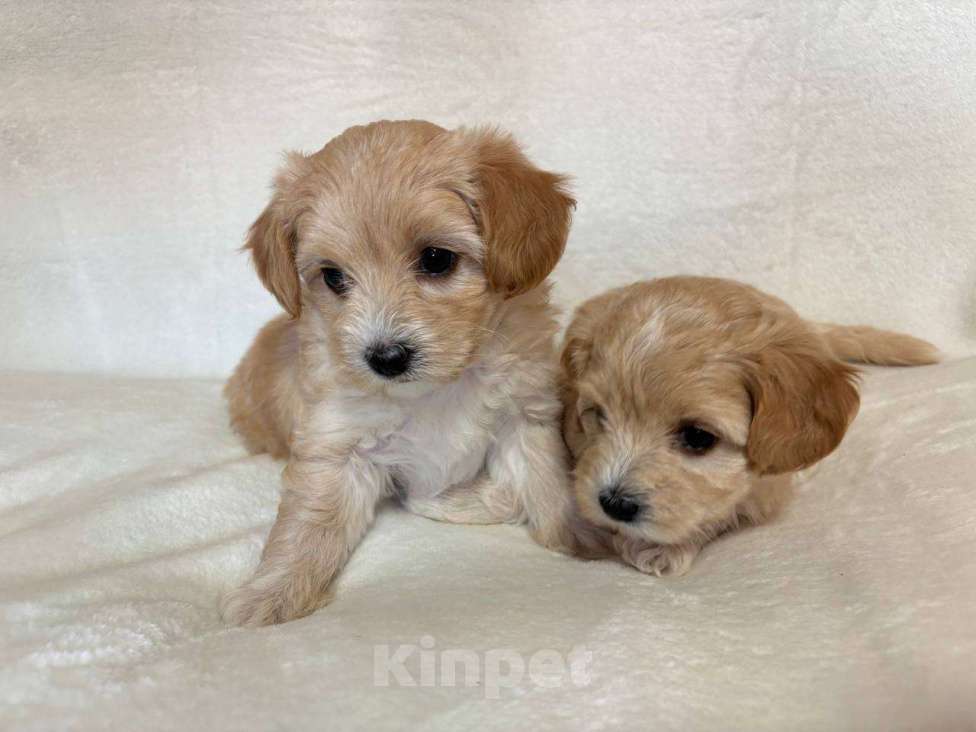 Собаки в Москве: Очаровательная девочка мальтипу f1 Девочка, 60 000 руб. - фото 7