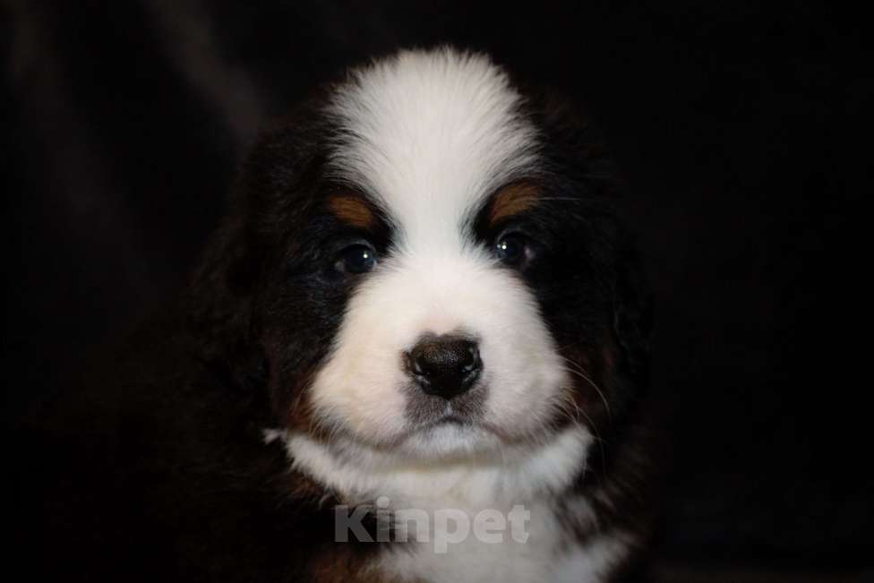 Собаки в других городах Московской области: Бернский зенненхунд Мальчик, 130 000 руб. - фото 3