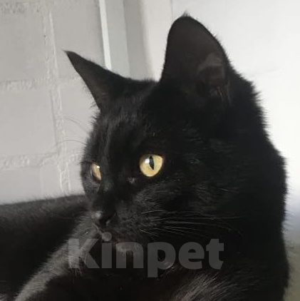Кошки в Москве: Котик в добрые руки Мальчик, Бесплатно - фото 5
