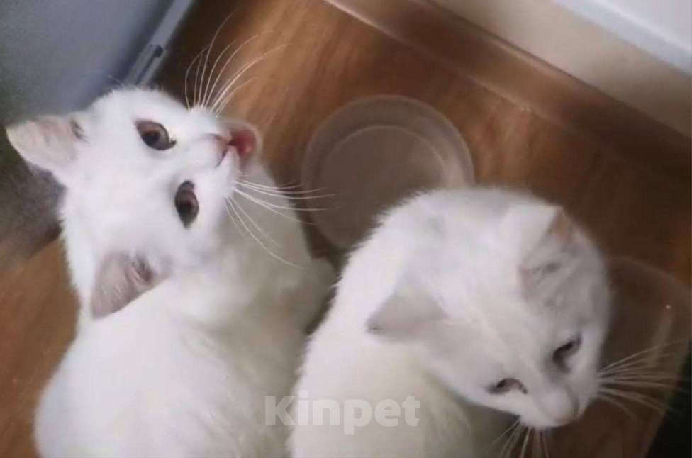 Кошки в Москве: Срочно ищем дом или передержку для двух грустных красавиц-сестричек.  Белые кошки, фенотип ангорской Девочка, Бесплатно - фото 1