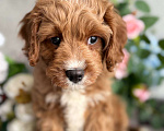 Собаки в Москве: Кавапу щенок Мальчик, Бесплатно - фото 1