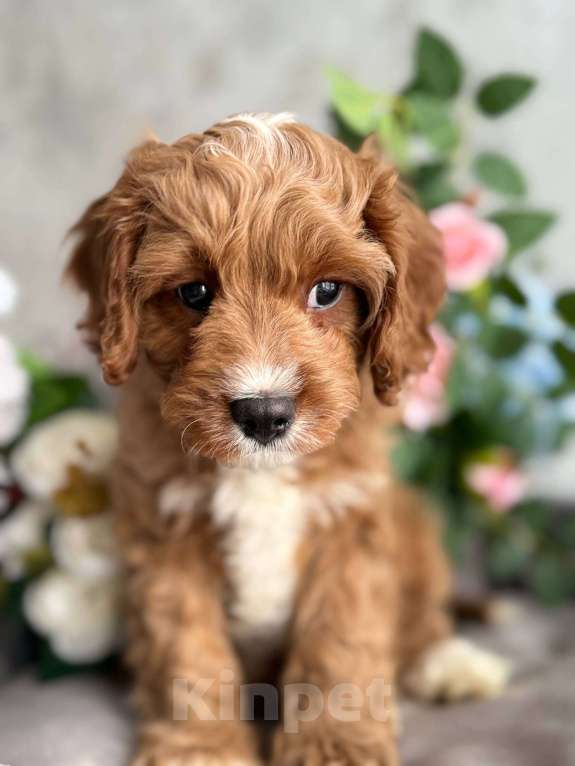 Собаки в Москве: Кавапу щенок Мальчик, Бесплатно - фото 1