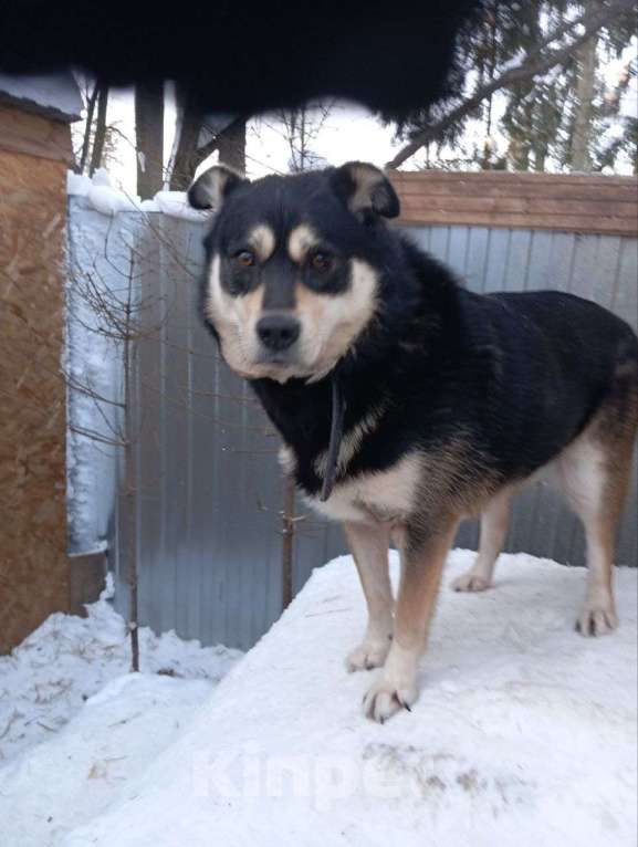 Собаки в Москве: Собака в добрые руки Мальчик, Бесплатно - фото 4
