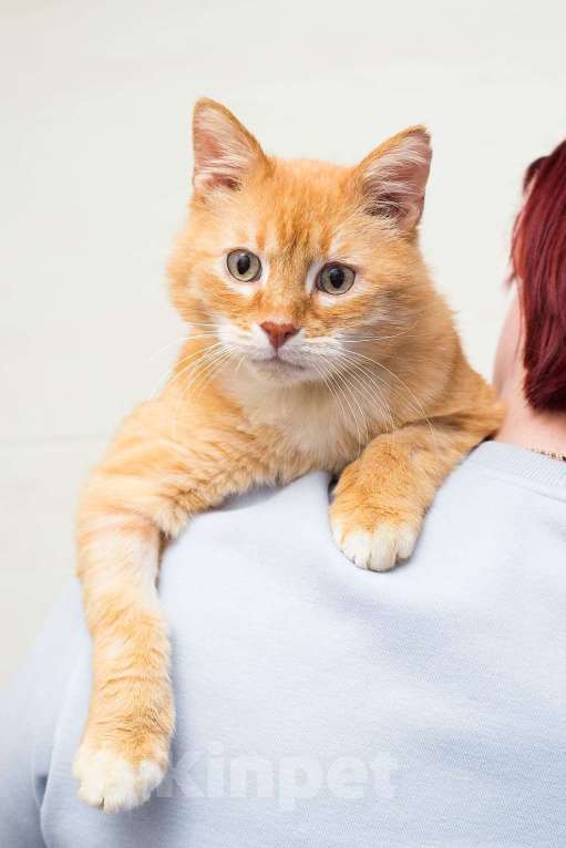 Кошки в Москве: Мультяшный кот Бонифаций  Мальчик, Бесплатно - фото 4