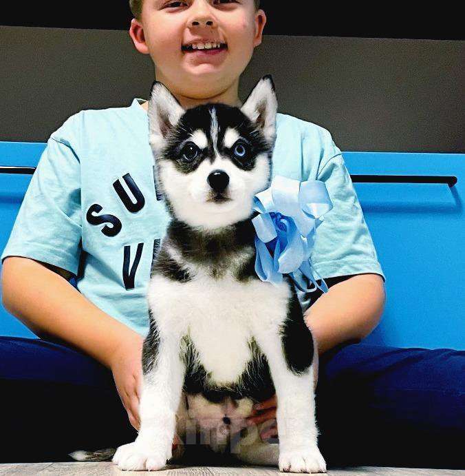 Собаки в Владикавказе: Хаски Щенки Разных окрасов Разнополые, Бесплатно - фото 1