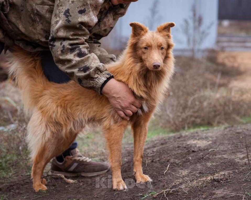 Собаки в Москве: Маленький, жизнерадостный лисёнок в поисках дома! Мальчик, Бесплатно - фото 2