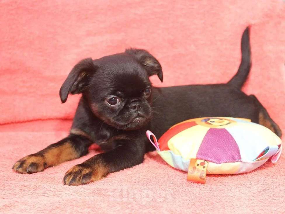 Собаки в Санкт-Петербурге: Шалунишка Мальчик, 80 000 руб. - фото 3