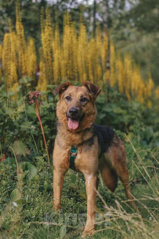 Собаки в Москве: Мия Девочка, Бесплатно - фото 4
