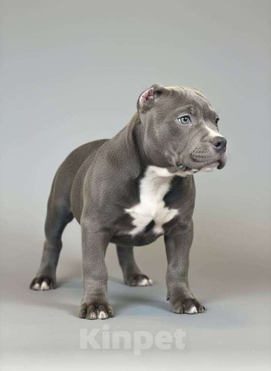 Собаки в других городах Московской области: Американчкий булли Мальчик, 150 000 руб. - фото 1