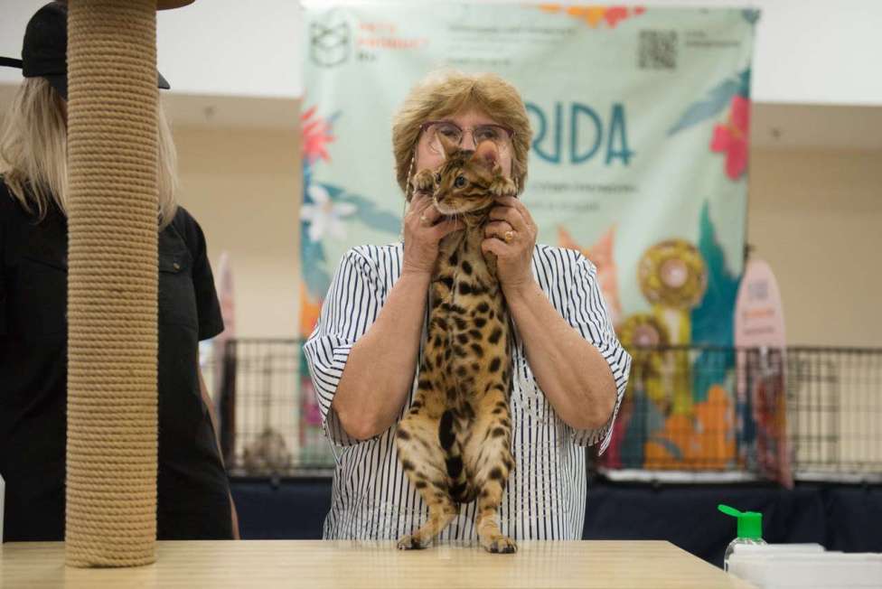 Кошки в Санкт-Петербурге: Бенгальский котенок, с документами Девочка, 30 000 руб. - фото 6