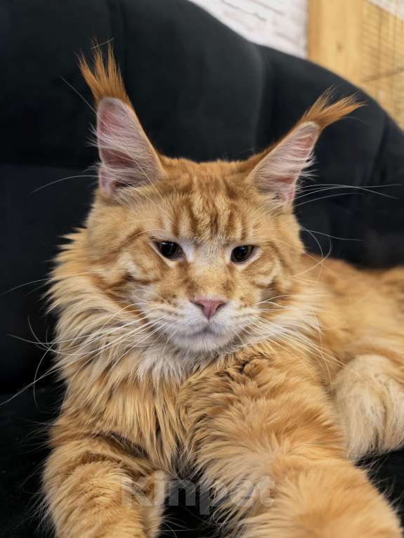 Кошки в Адыгейске: Мейн-кун котёнок мальчик 9 месяцев Мальчик, 45 000 руб. - фото 6