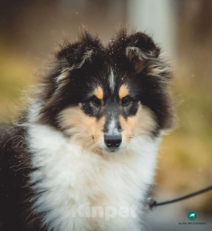 Собаки в других городах Свердловской области: Колли Вассаби, нежная девочка Девочка, 60 000 руб. - фото 4