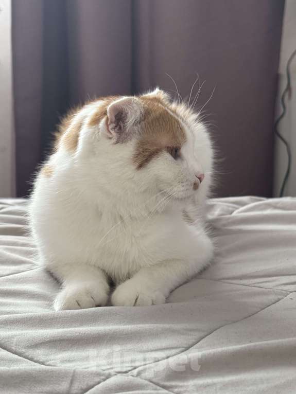 Кошки в Симферополе: Кошечка Буся в поиске хозяев  Девочка, Бесплатно - фото 4