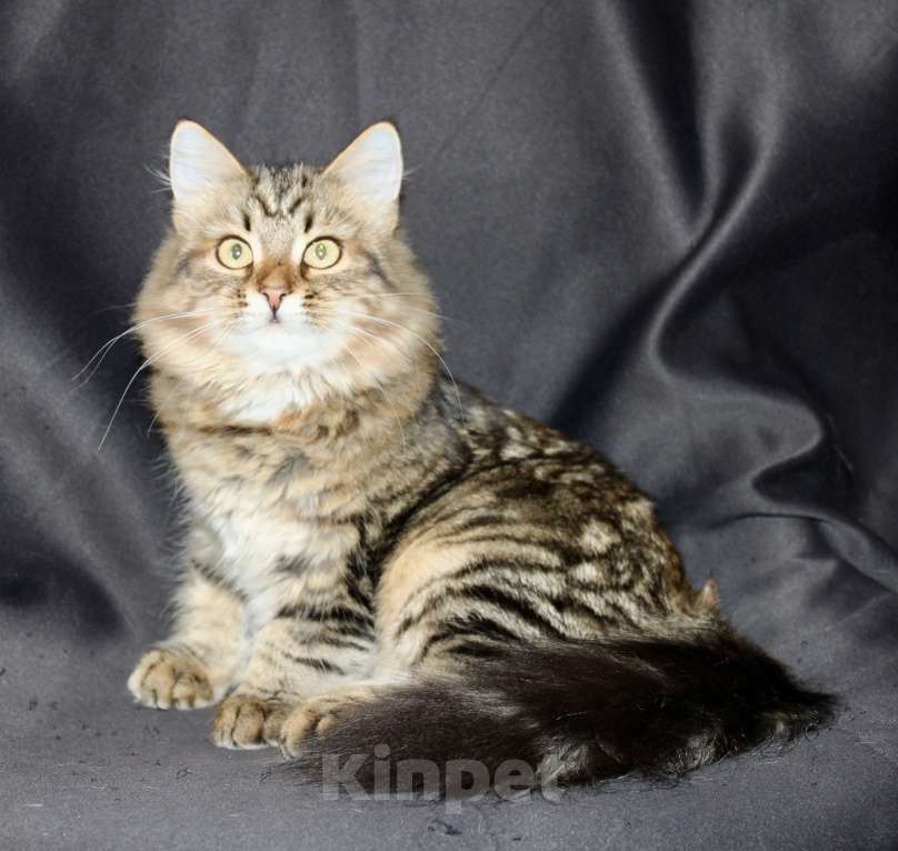 Кошки в Тюмени: Сибирский котёнок Девочка, 15 000 руб. - фото 6