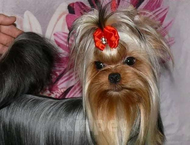 Собаки в Королеве: Девочка йорк, 8 мес. Девочка, 80 000 руб. - фото 2