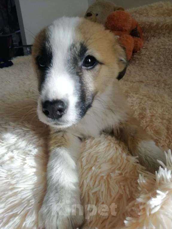 Собаки в Краснодаре: Бетховен Мальчик, Бесплатно - фото 2