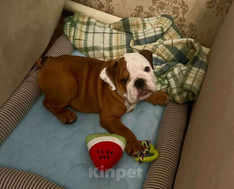 Собаки в Москве: Английский бульдог девочка Девочка, Бесплатно - фото 5