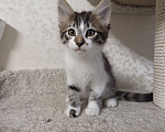 Кошки в Химках: Котенок мальчик Мальчик, Бесплатно - фото 3