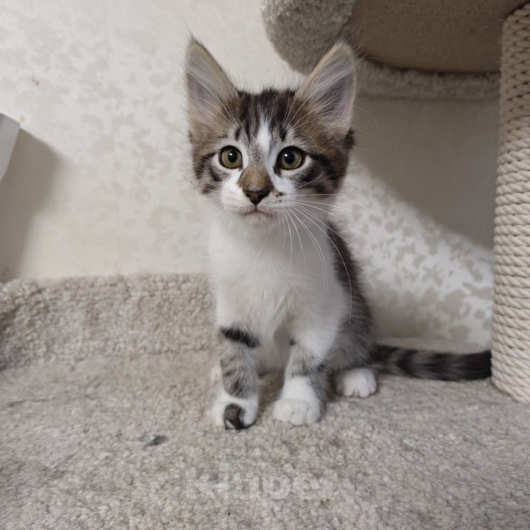 Кошки в Химках: Котенок мальчик Мальчик, Бесплатно - фото 3