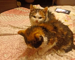 Кошки в Балашихе: Котята в добрые руки Девочка, 1 руб. - фото 3