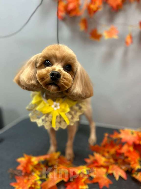 Собаки в Раменском: Мальтипу  Девочка, Бесплатно - фото 2