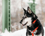Собаки в Москве: Статный красавец Джой ищет дом. Мальчик, Бесплатно - фото 7