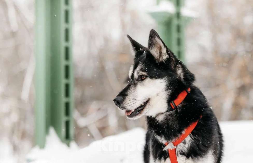 Собаки в Москве: Статный красавец Джой ищет дом. Мальчик, Бесплатно - фото 7