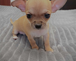 Собаки в Москве: Щенки чихуахуа Мальчик, 40 000 руб. - фото 1
