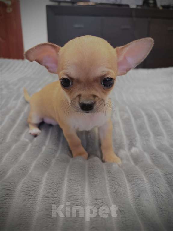 Собаки в Москве: Щенки чихуахуа Мальчик, 40 000 руб. - фото 1