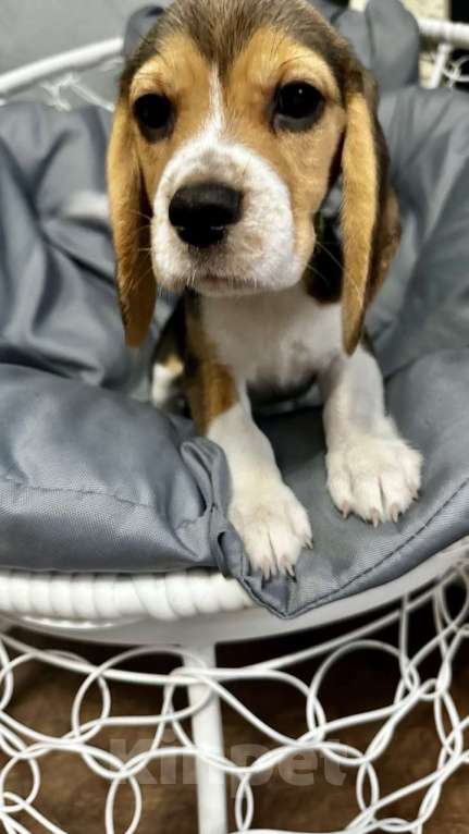 Собаки в Ростове-на-Дону: БИГЛЬ, щенок Мальчик, 24 000 руб. - фото 3