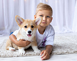 Собаки в Барнауле: ЩЕНКИ КОРГИ Мальчик, 70 000 руб. - фото 2