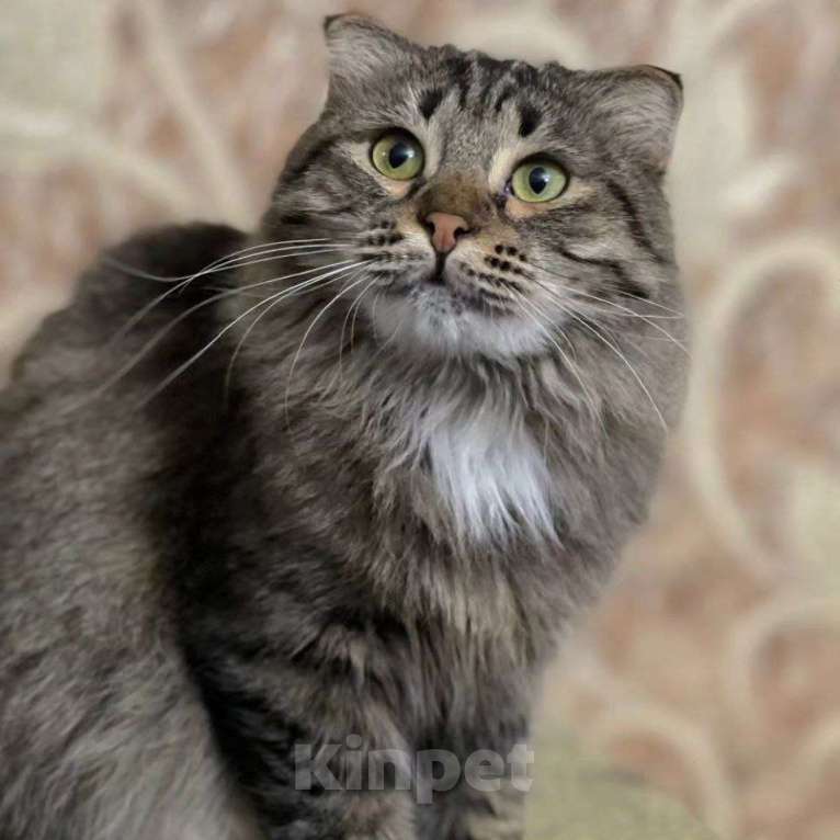 Кошки в Москве: Пушистую Гречку выкинули Девочка, Бесплатно - фото 3