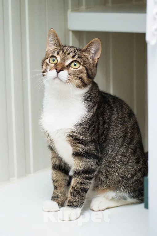 Кошки в Москве: Смешной котенок Локи в добрые руки Мальчик, Бесплатно - фото 2