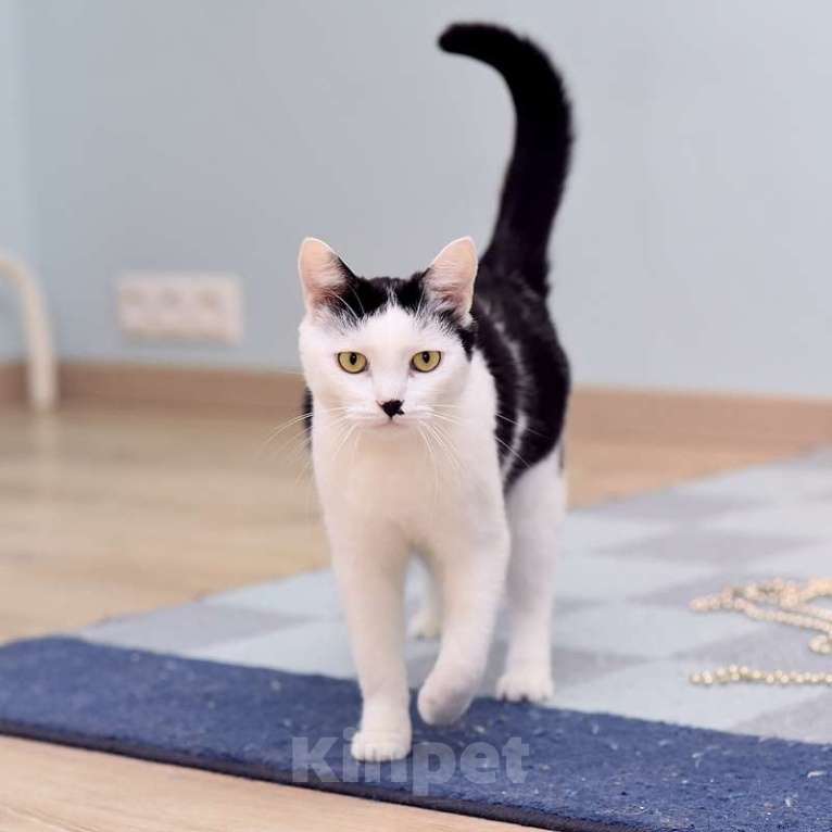 Кошки в Москве: Кот добряк Патрик в добрые руки Мальчик, Бесплатно - фото 3